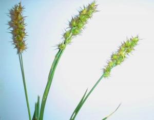 Spiny Burr Grass