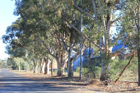 Our environment trees on roadside