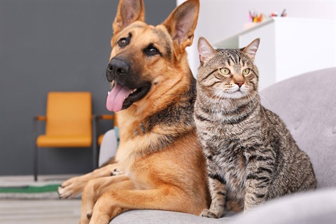 caring-for-dogs-and-cats.jpg
