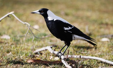 magpie.jpg